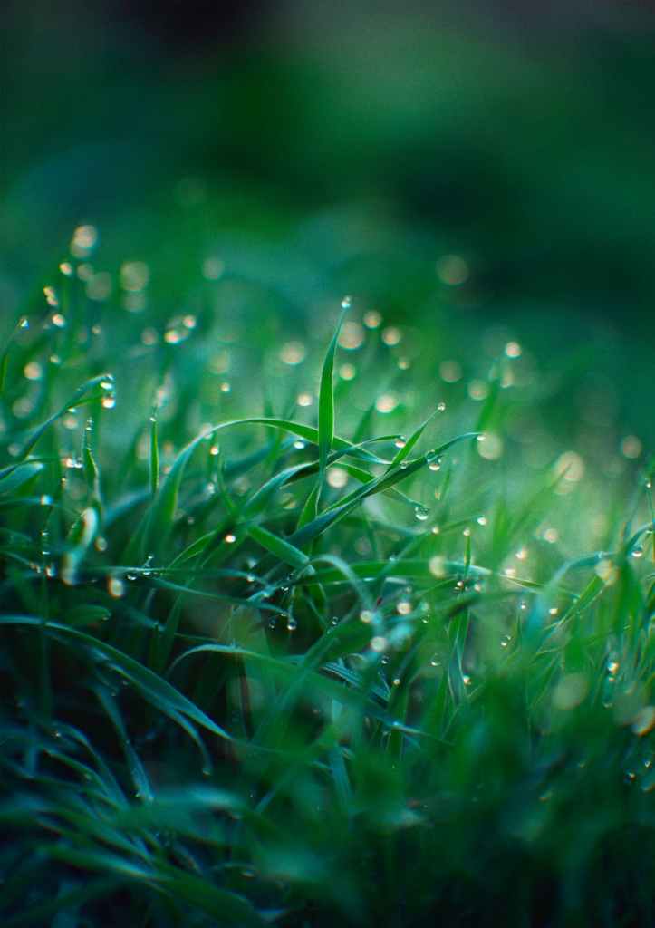 close up of dew on fresh green grass at dawn