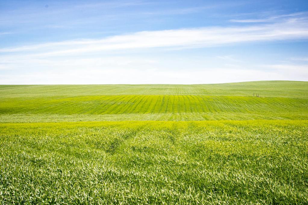vast green fields under clear blue sky
