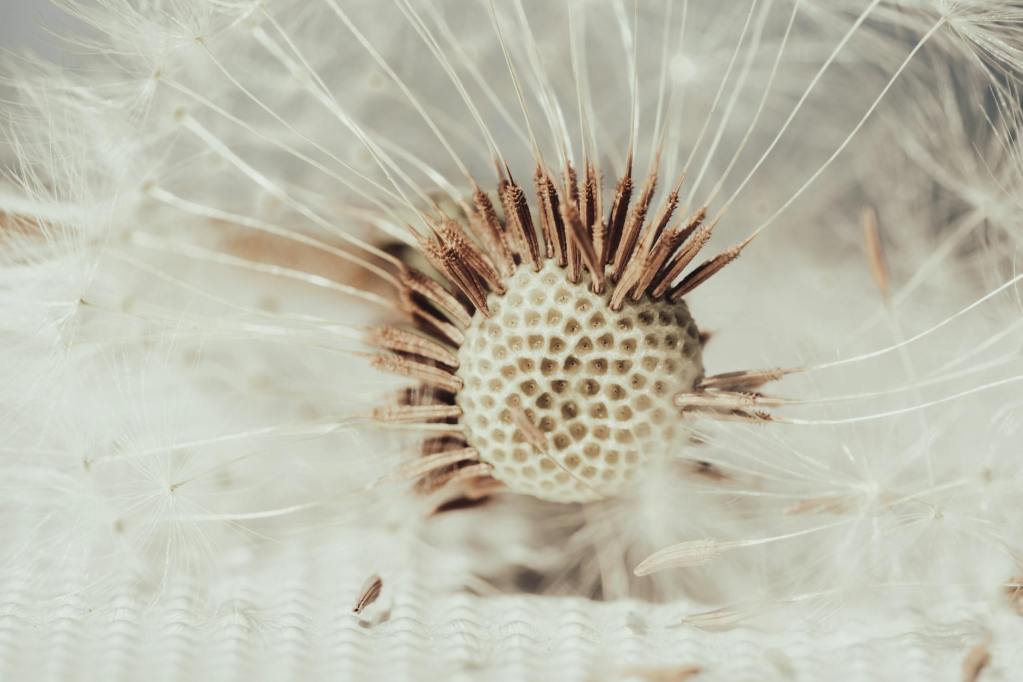 close up of dandelion seed head
