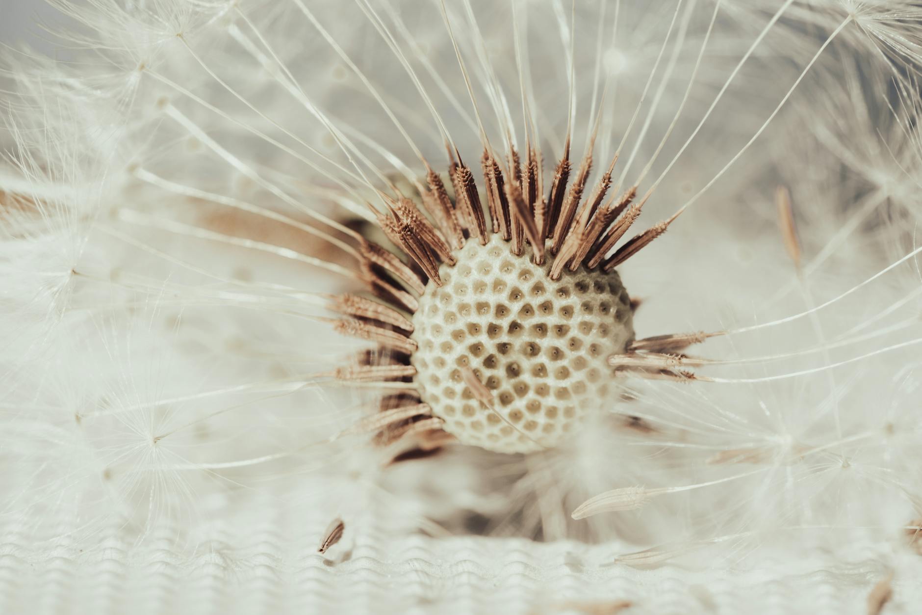 close up of dandelion seed head