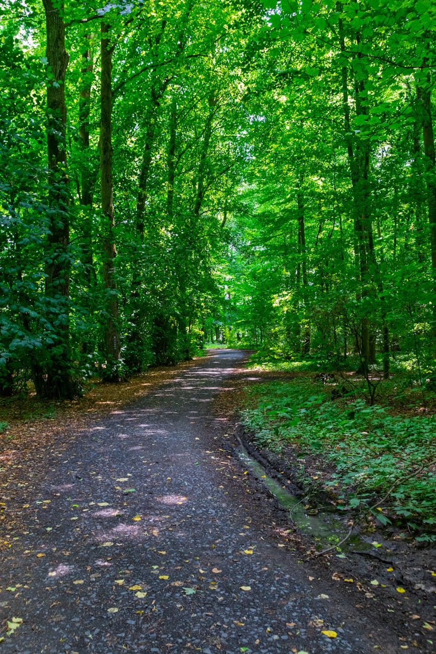 serene forest path in lush greenery