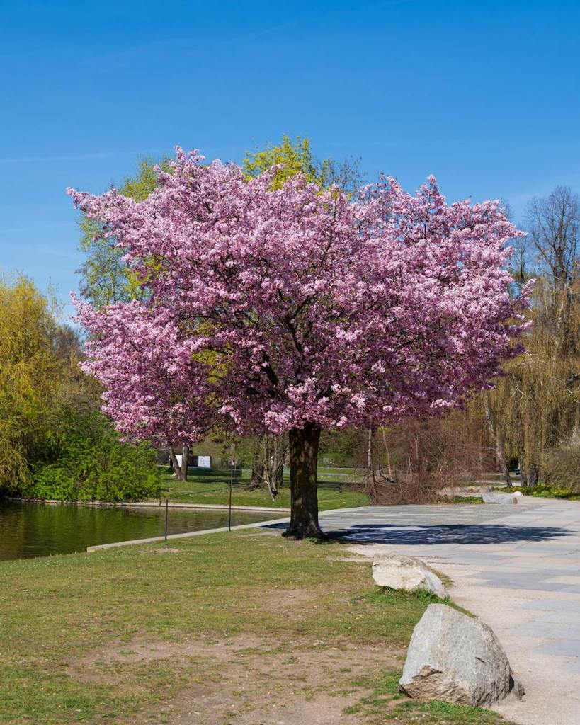serene cherry blossom tree in bloom during spring