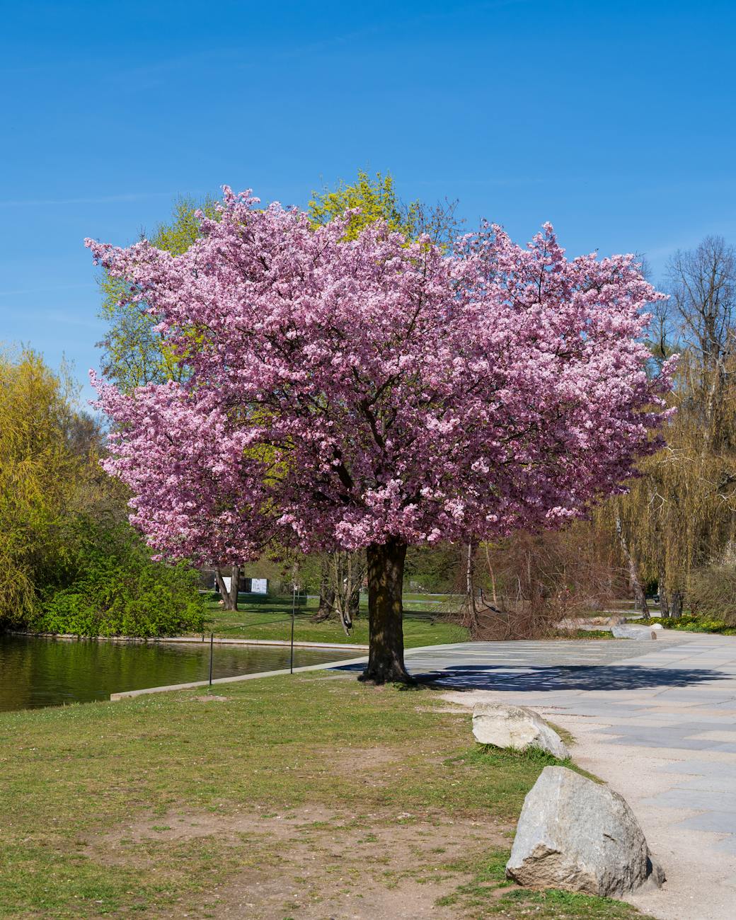 serene cherry blossom tree in bloom during spring