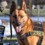 2026 全美警察週於華府揭幕：首日焦點致敬殉職警犬