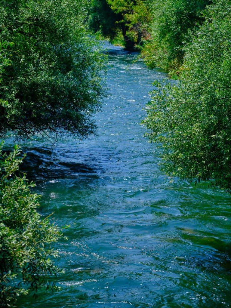 photograph of a river between green leaves