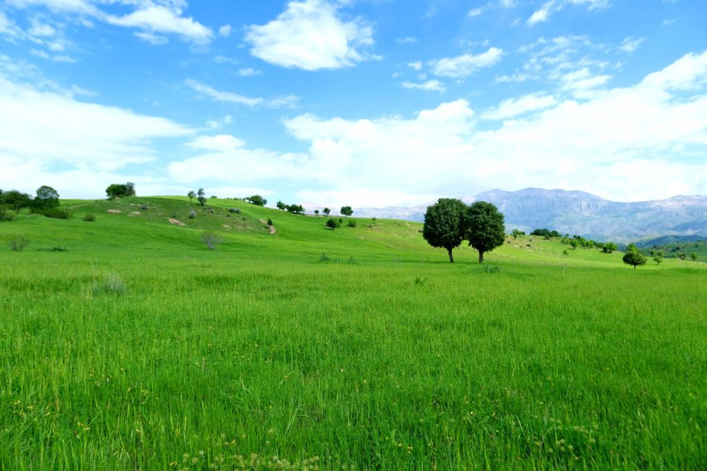 lush green field under clear blue sky