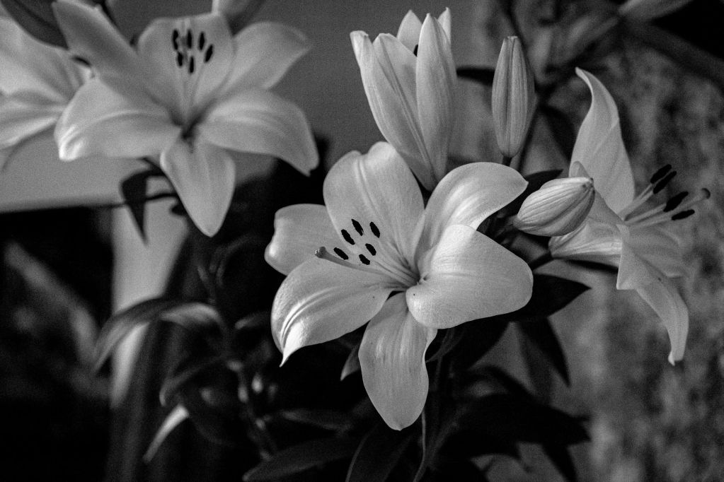 elegant black and white lily flower blossom