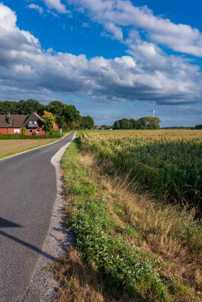 scenic country road with cornfield and wind turbine