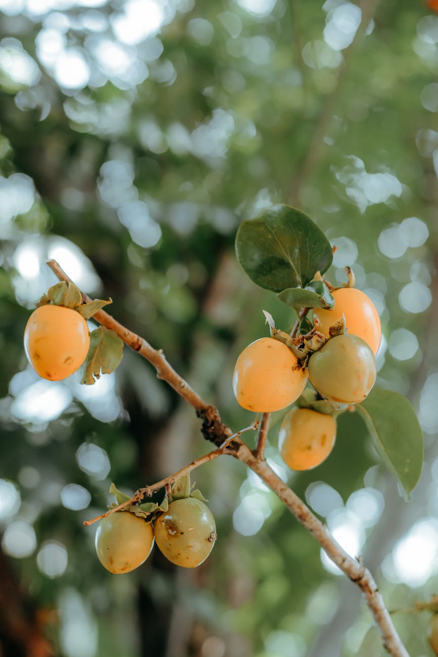 close up of persimmon tree branch with fruit