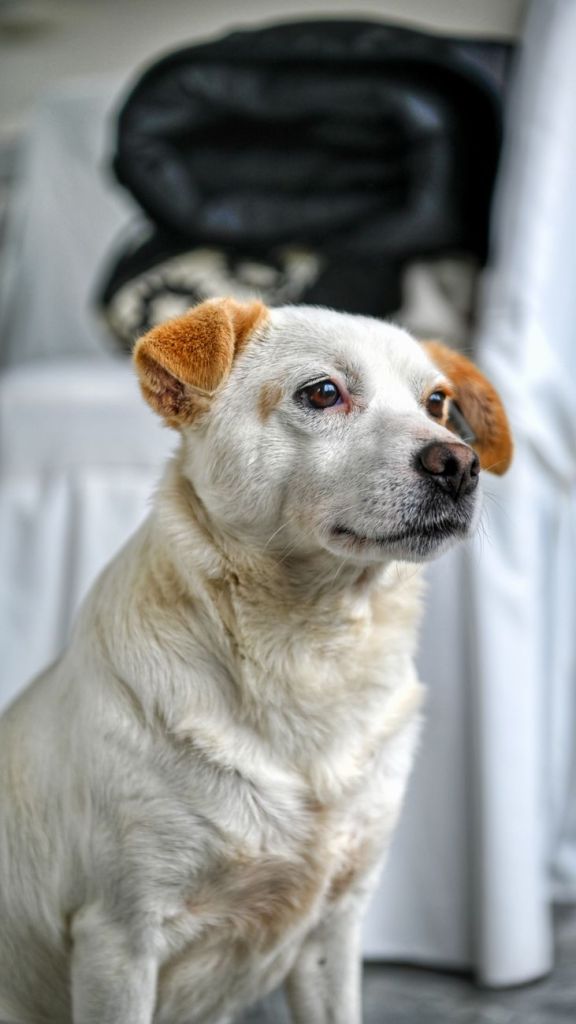 charming white dog indoors in yalova