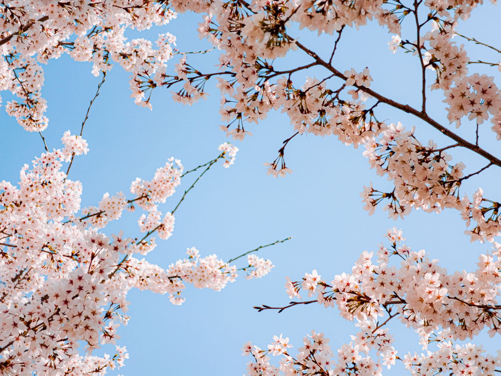 beautiful cherry blossoms against blue sky