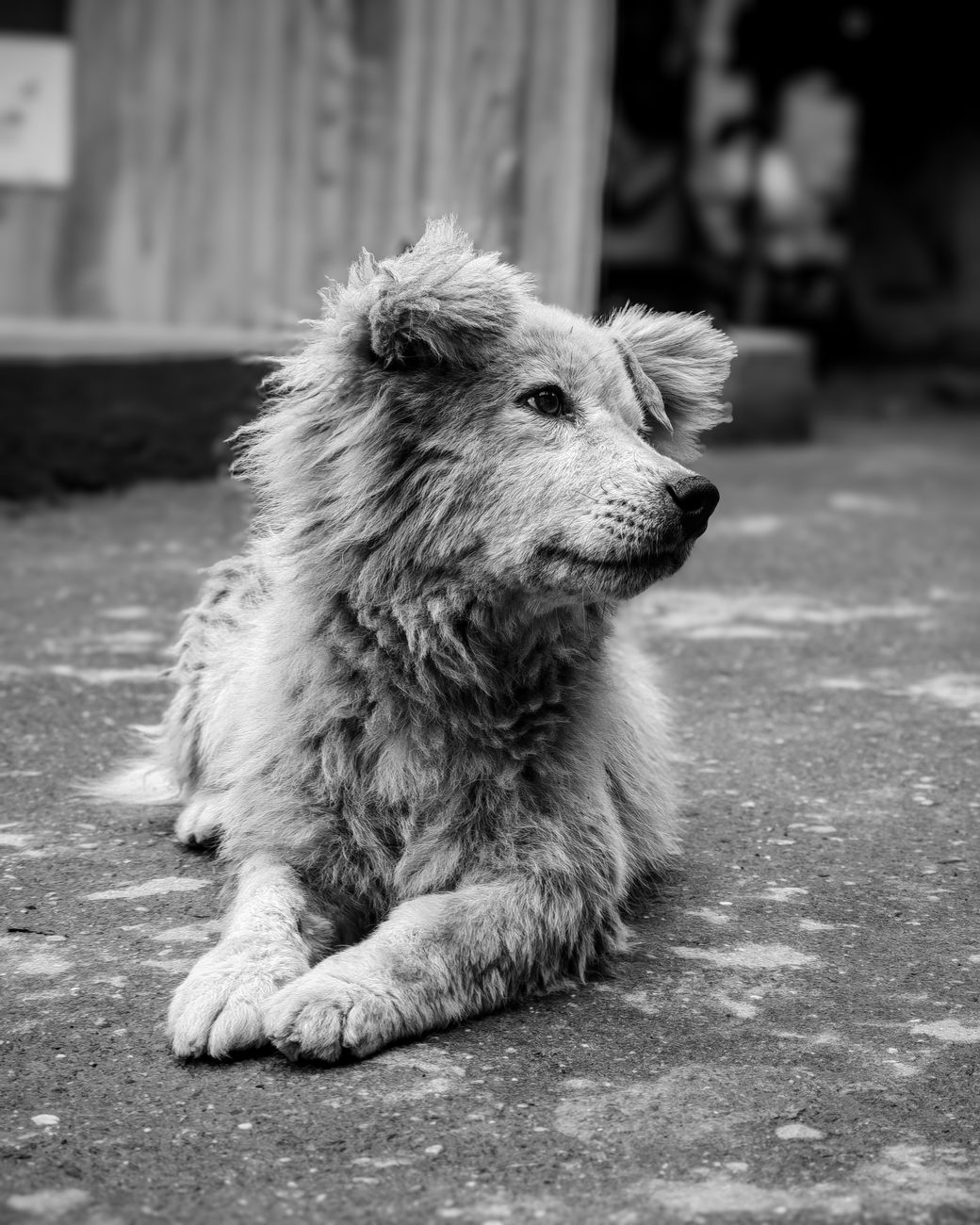black and white portrait of a street dog in india
