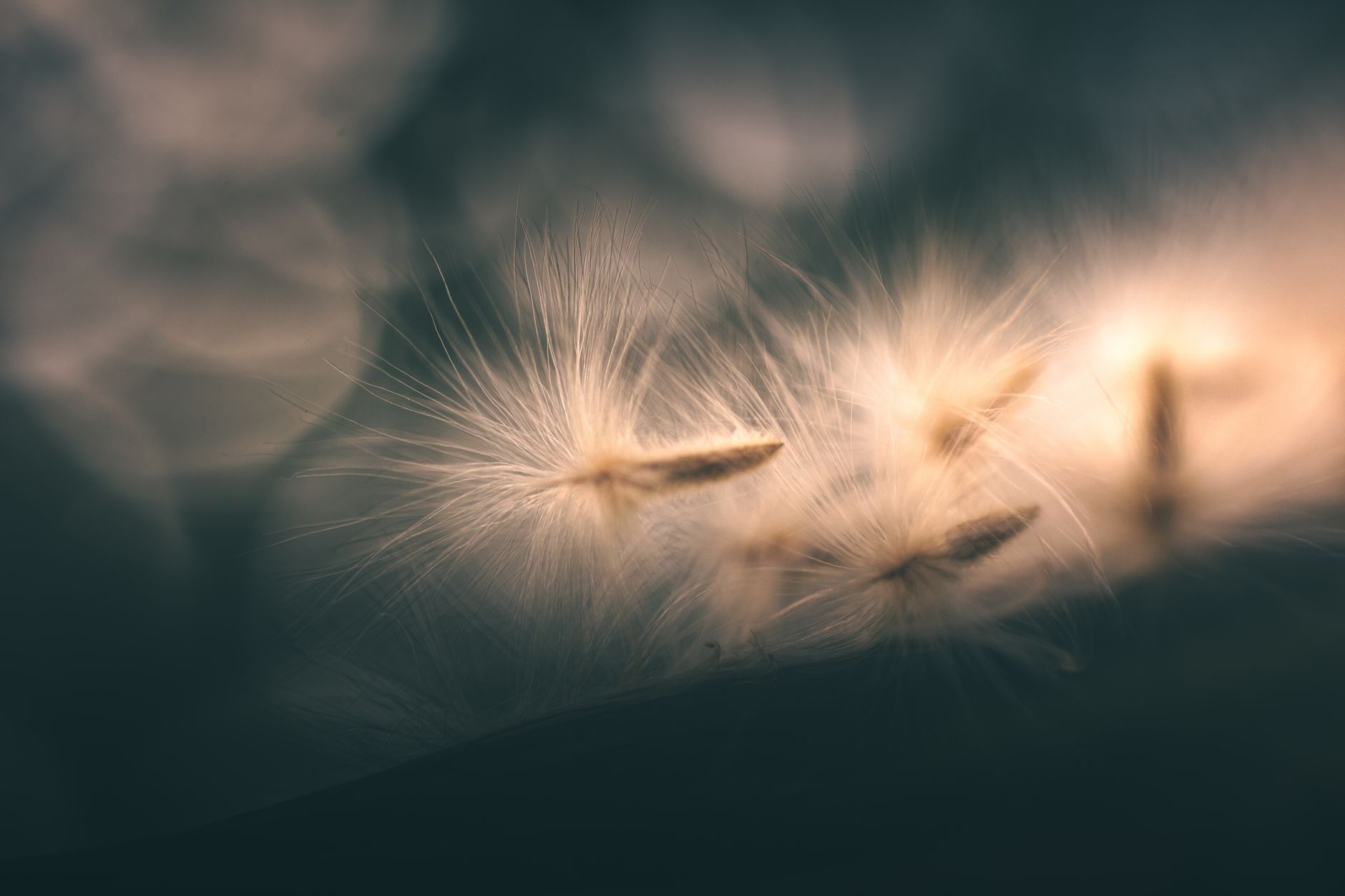 close up of delicate dandelion seeds in soft light