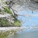 無可奈何花落去     
