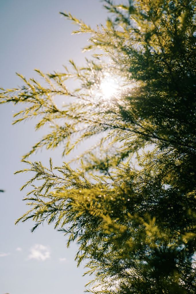 coniferous tree branches against sunny sky
