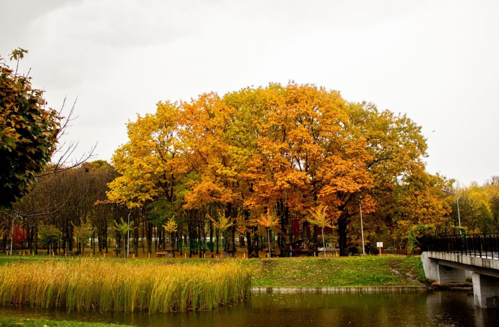 autumn park landscape with golden foliage