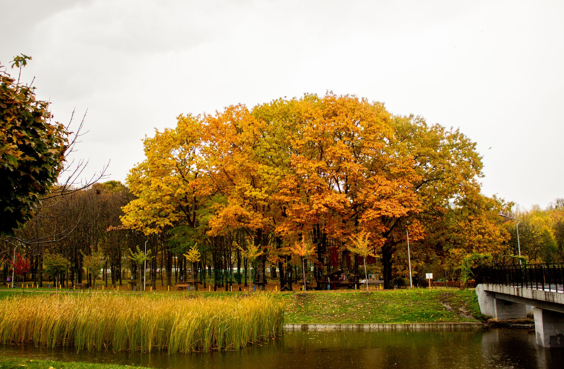 autumn park landscape with golden foliage