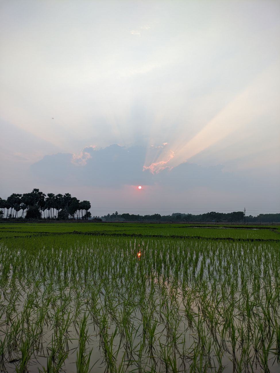 serene sunset over lush rice field landscape
