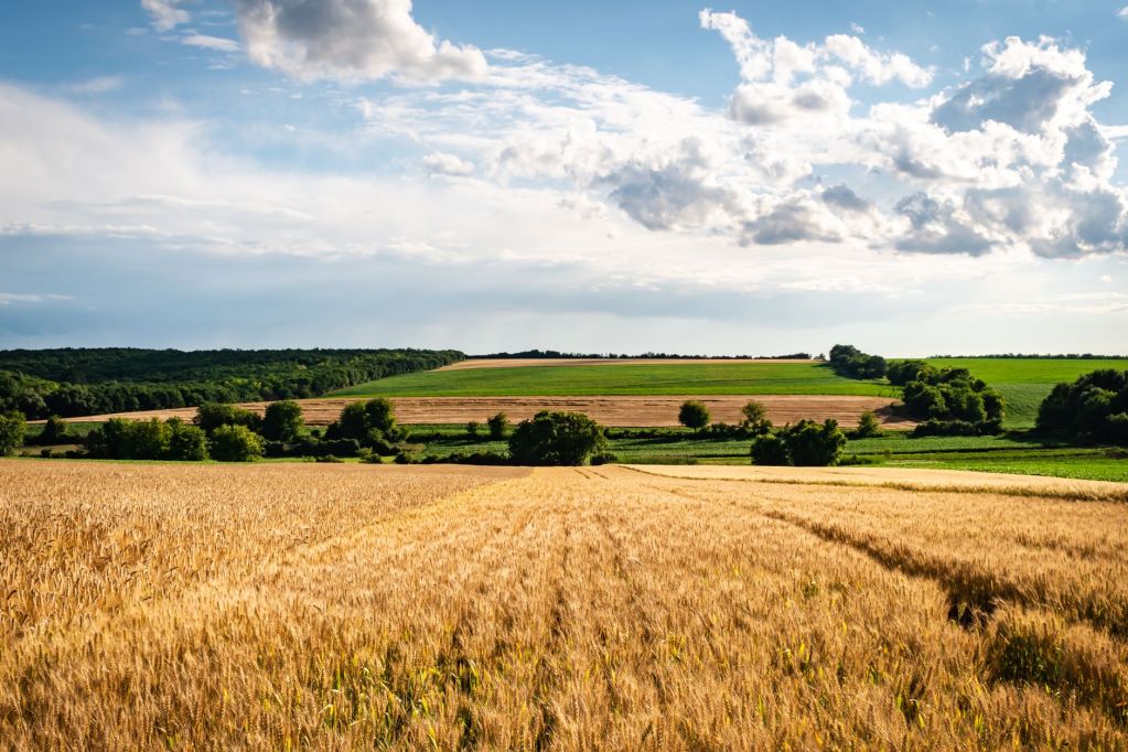 brown grass field under the white clouds and blue sky
