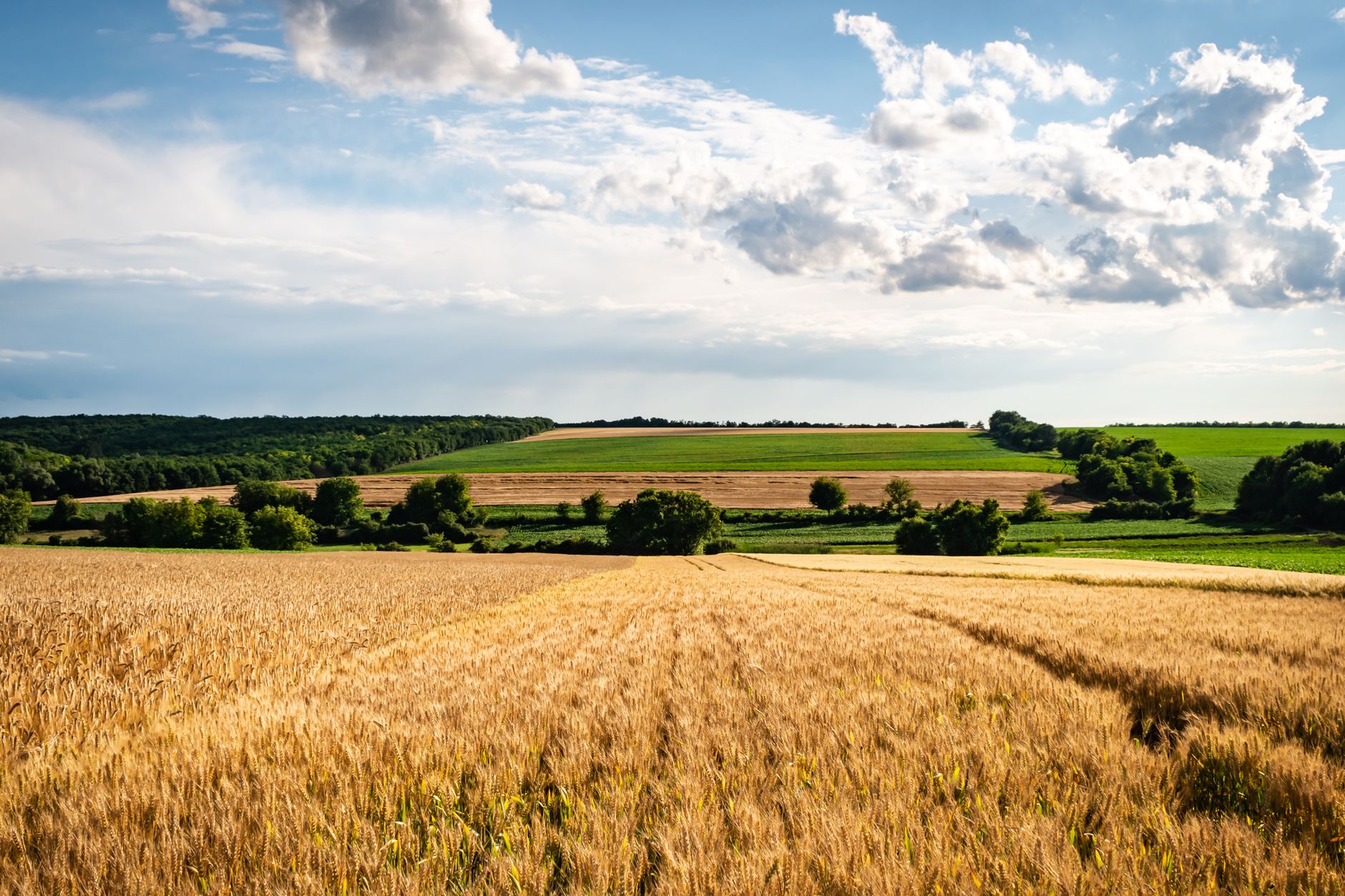 brown grass field under the white clouds and blue sky